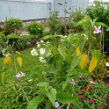 Ipomoea carnea (2)